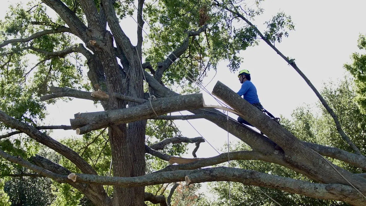 Professional Crown Thinning performed by certified arborists in Buxton