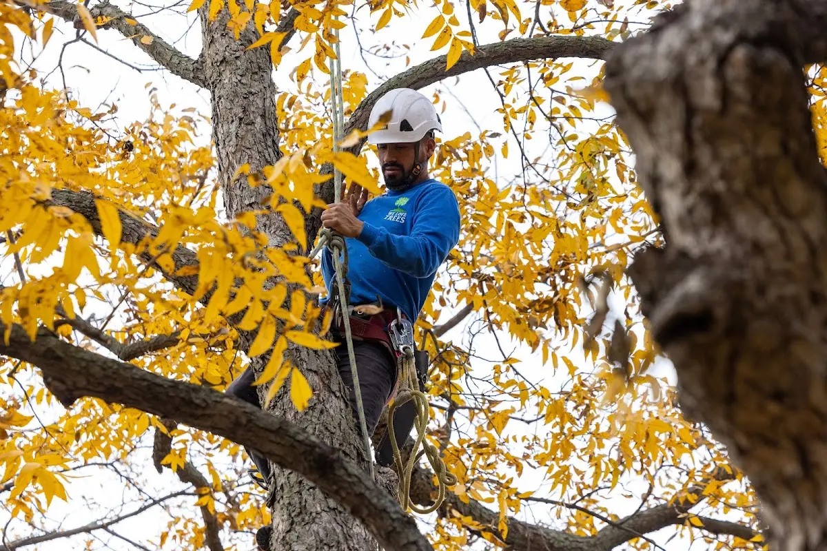 Skilled Tree Transplanting crew working in Buxton
