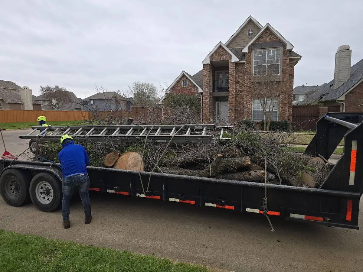 Expert Tree Fertilization with proper safety equipment in Buxton